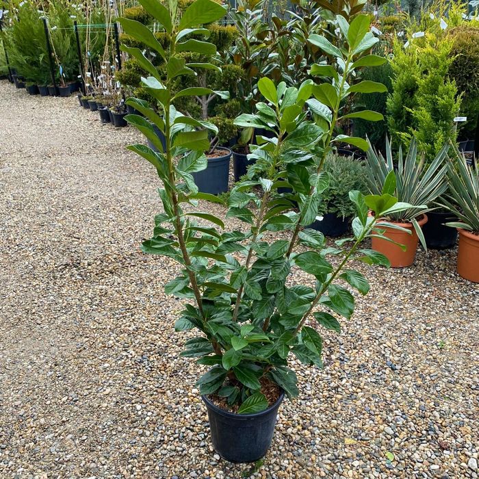 Prunus laurocerasus,  gard verde vesnic ( laur englezesc)