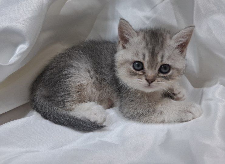 продяется котята в хорошие руки