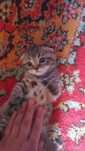 Продаётся Котята красивое