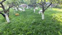 lot capre disponibil spre vanzare