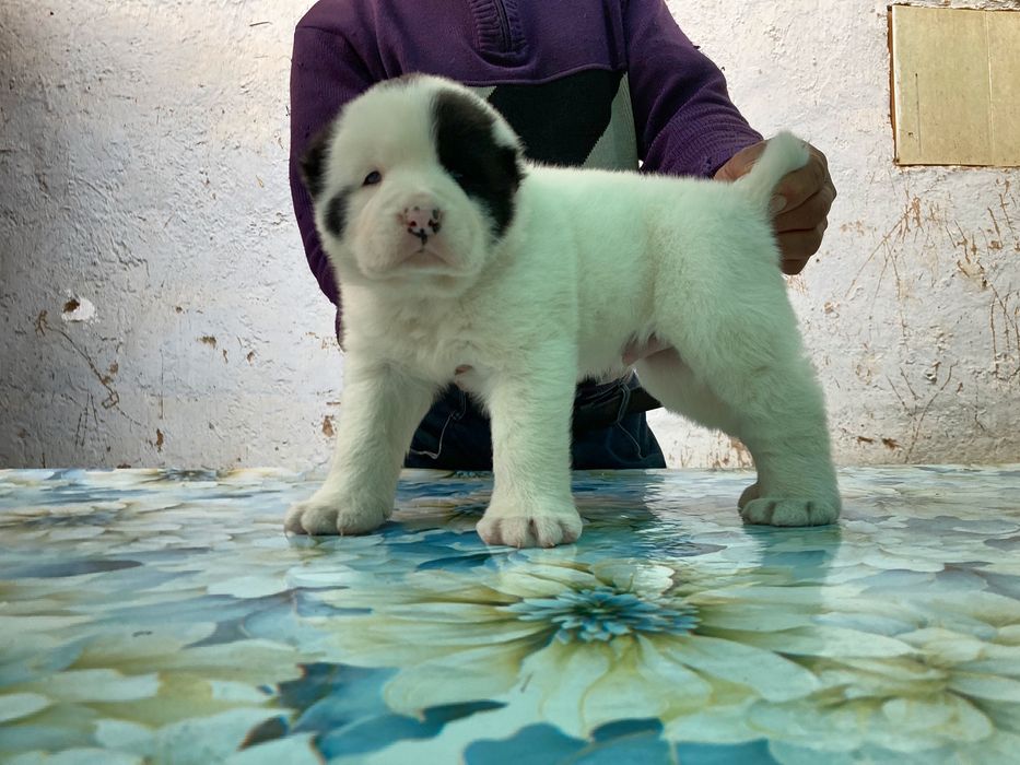 Щенок ( Туркменского Алабая ) чистокровный