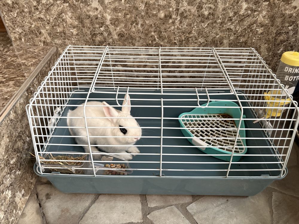 Продаю небольшой кролик, с клеткой.