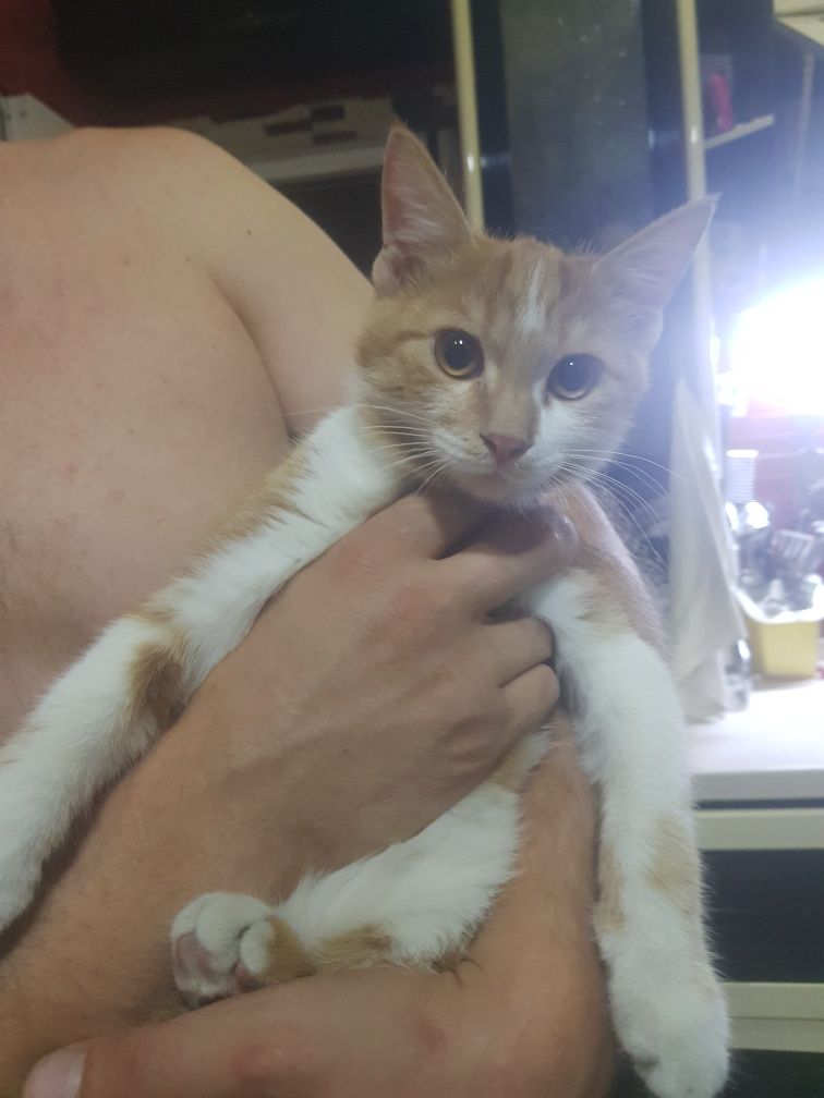 Пристраиваем котят