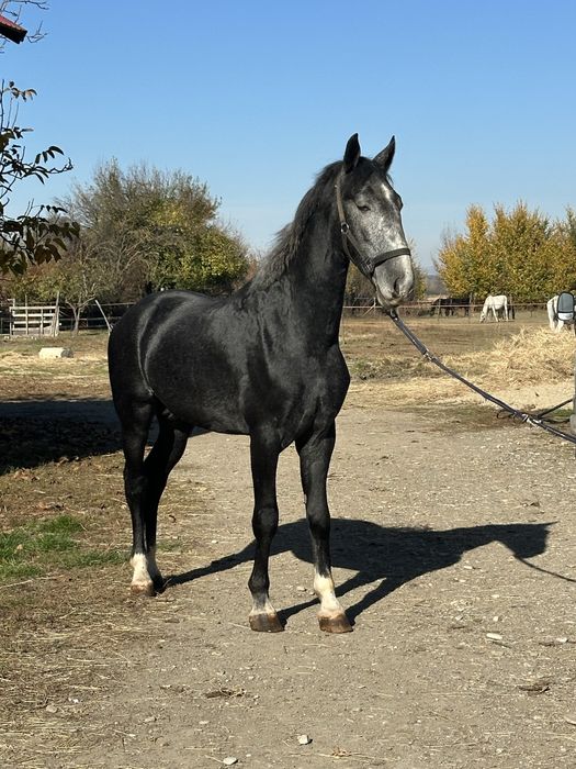 Vand armasar kwpn , genetica foarte buna