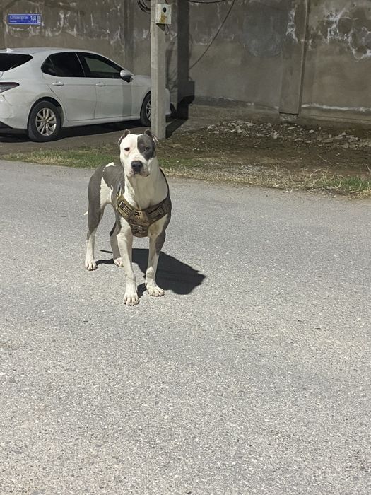 Вязка питбуля! Год и 8 месяца