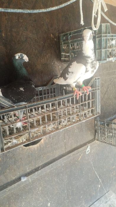 Pereche voiajori germani