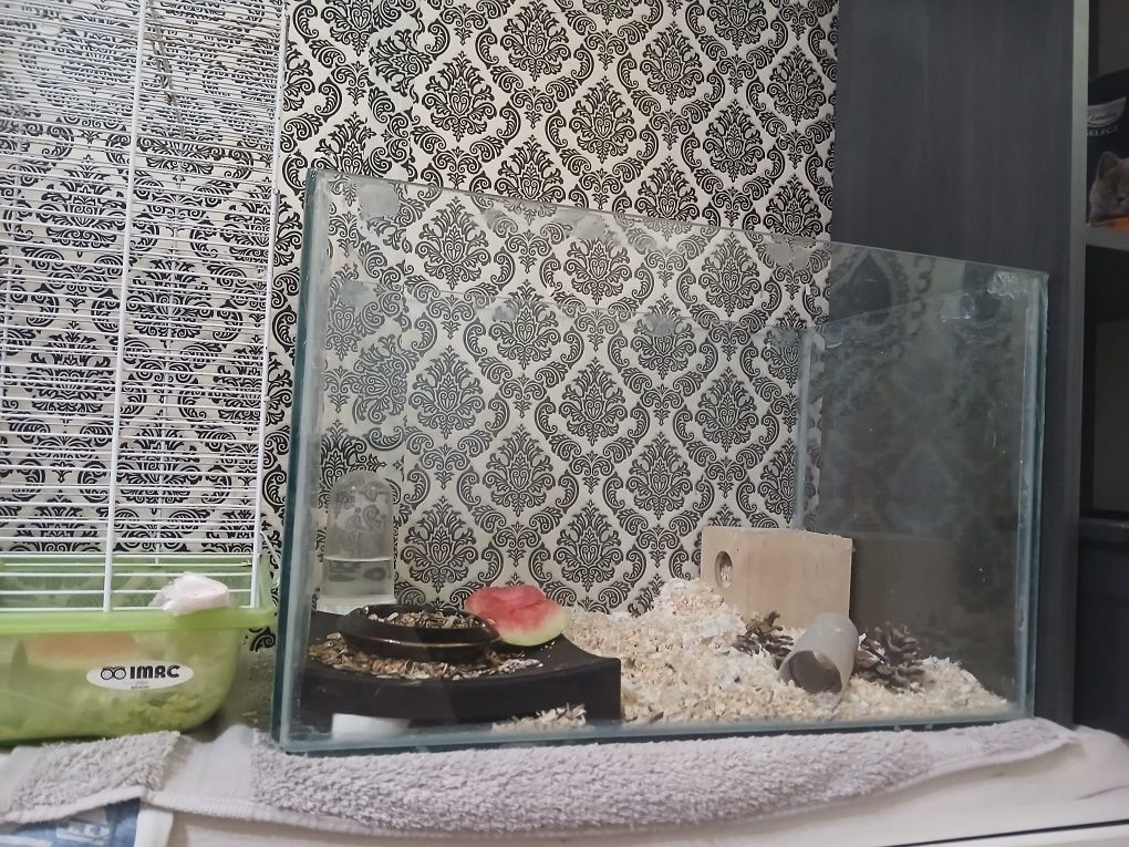 Vând 2 hamsteri pitici masculi