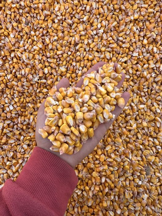 Vand porumb recolta 2025 DKC