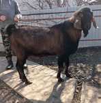 Țap anglo naubian ,4 ani ,pret in privat