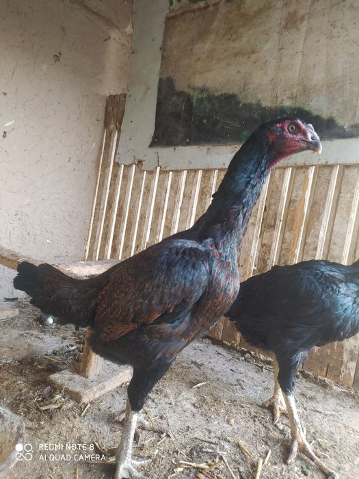 Dakan tovuqla sotiladi