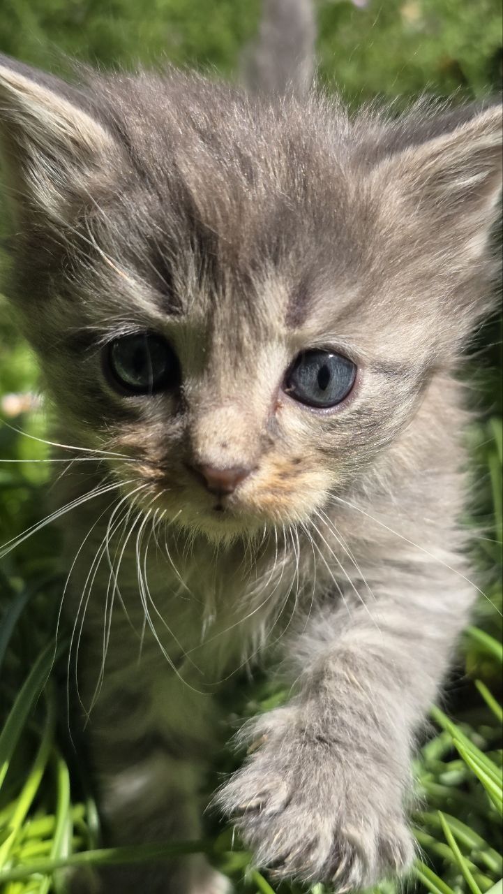 Котятки полукровки