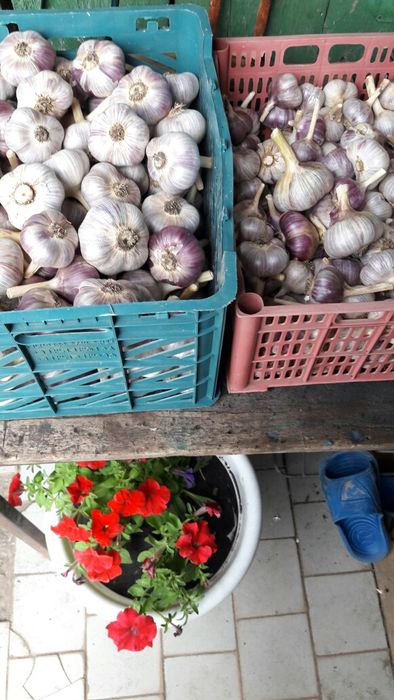 Продам чеснок домашний.