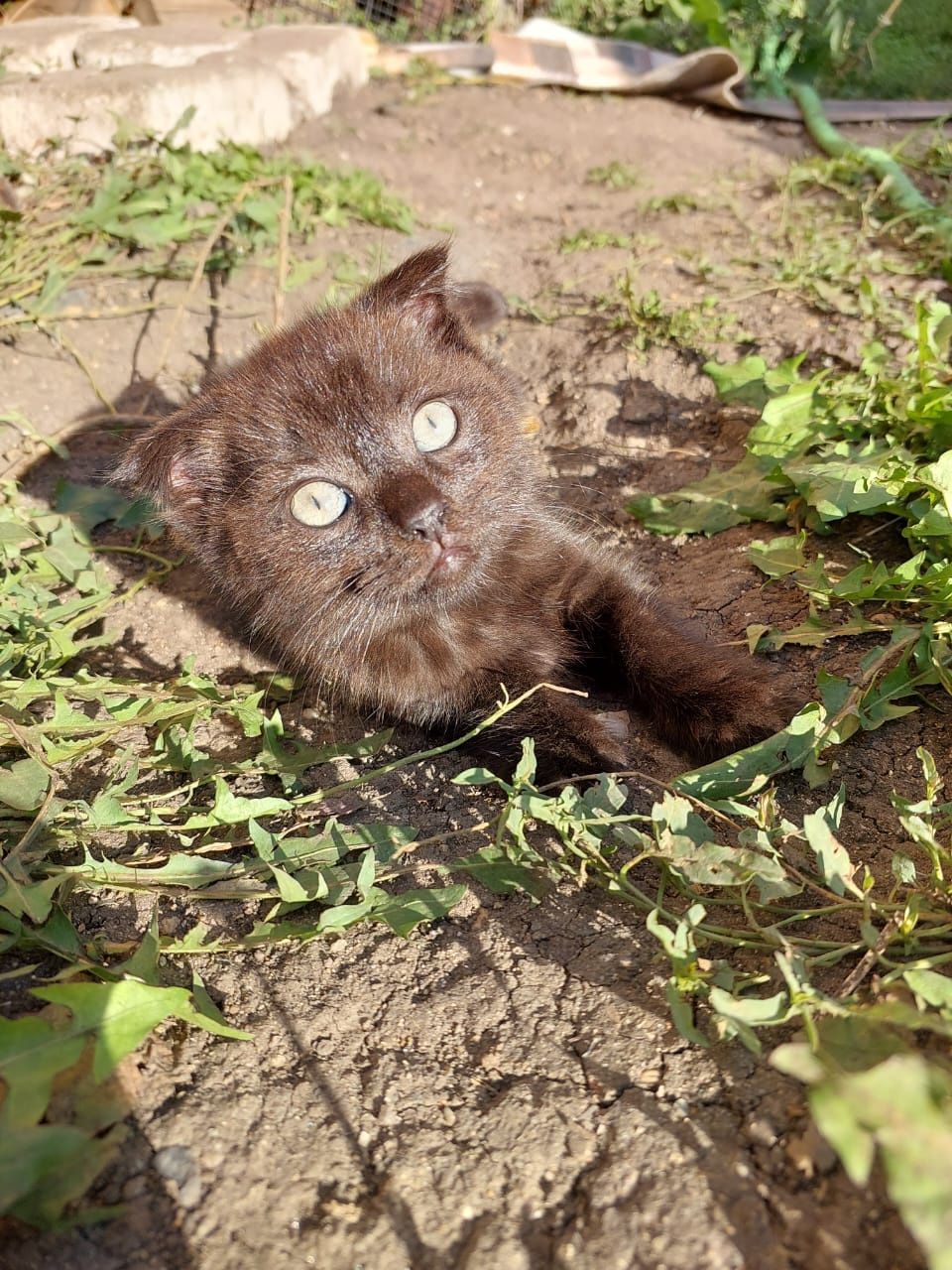 Отдам котиков едет все