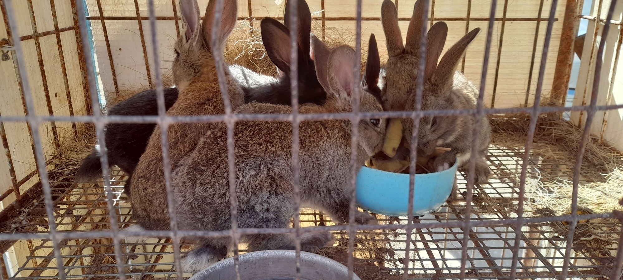 Продам    кроликов
