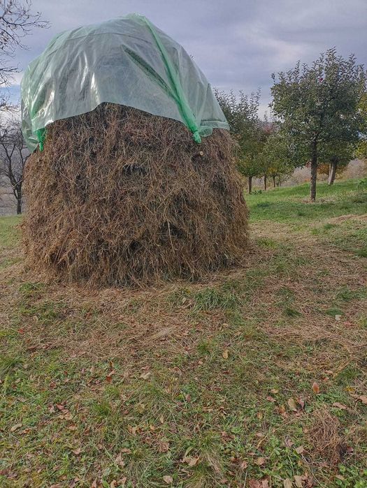 Fan, 6 tone, productie 2025