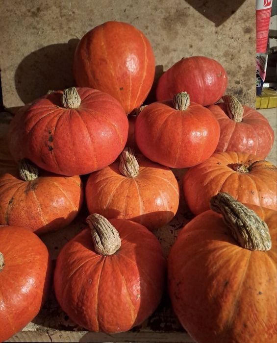 Тыква домашняя вкусная. Находямся Уварово