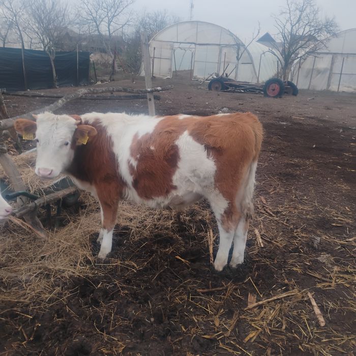 Vând viței ce se vad în poze