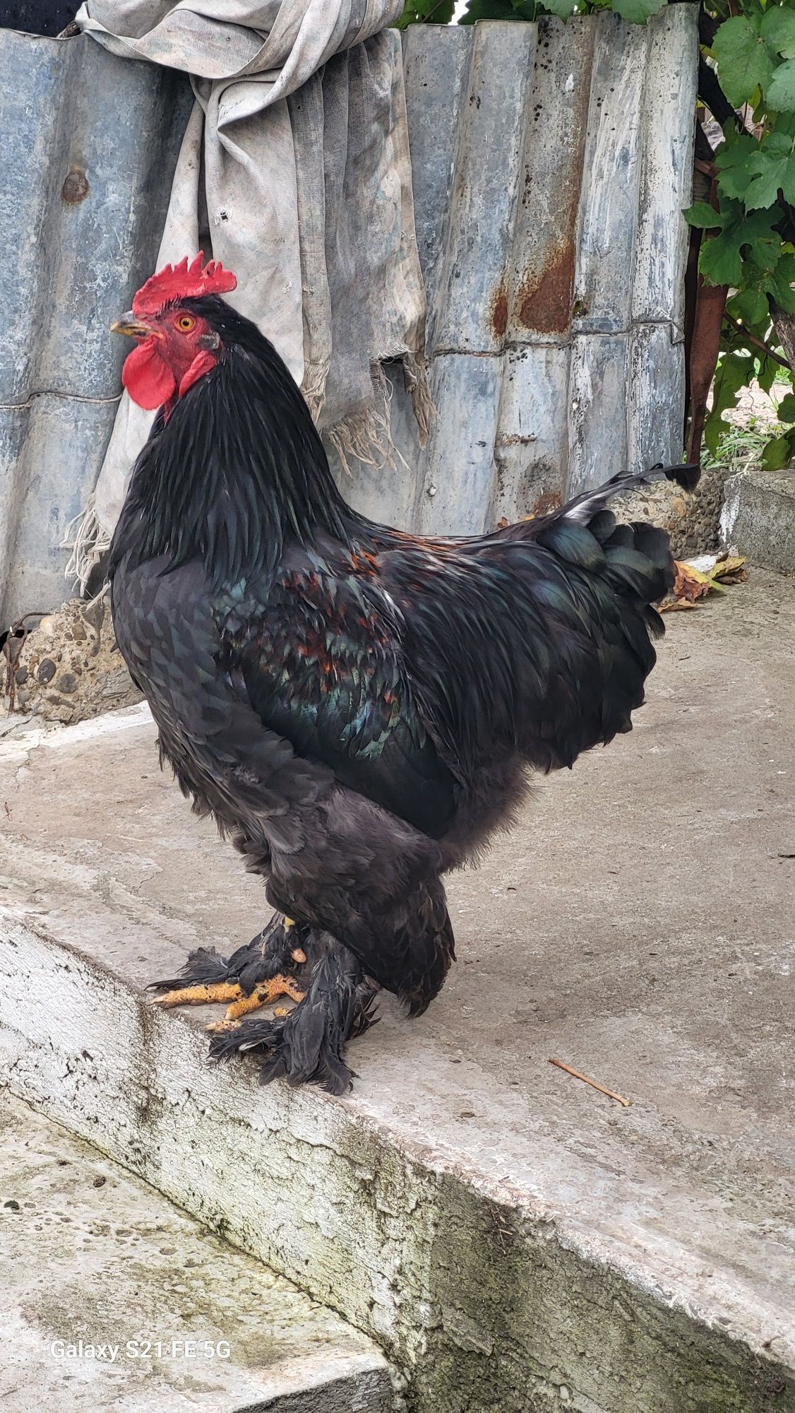 Cocoș brahma de vânzare
