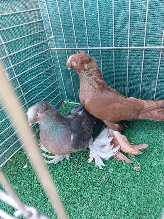 Jucatori de Botosani de vanzare