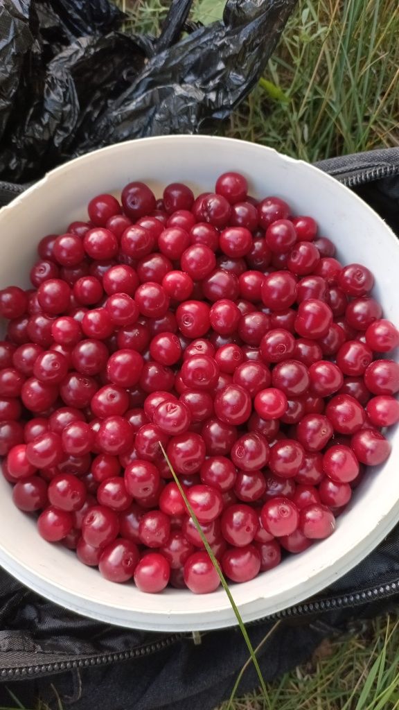 Продам свежесобранную вишню