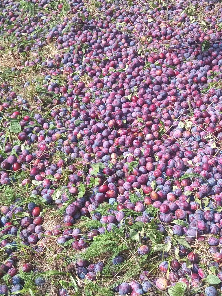 Vând prune proaspete culese la sac