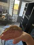 Pereche crested gecko