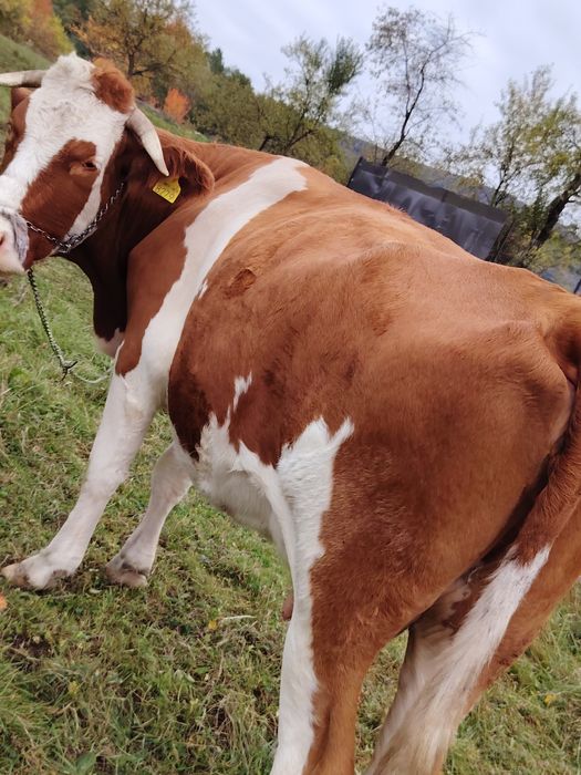 Vând vacă bună de lapte