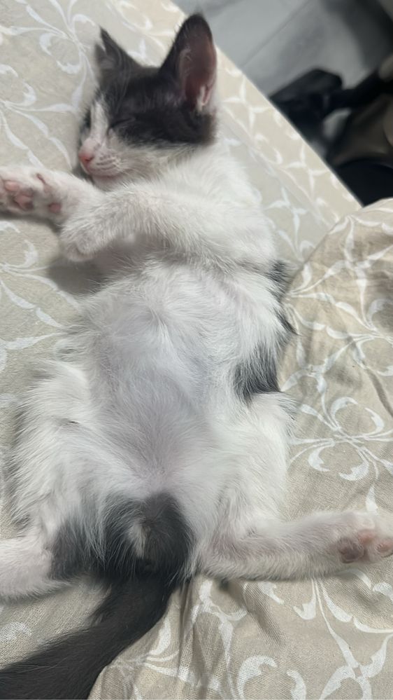 котенок в добрые руки
