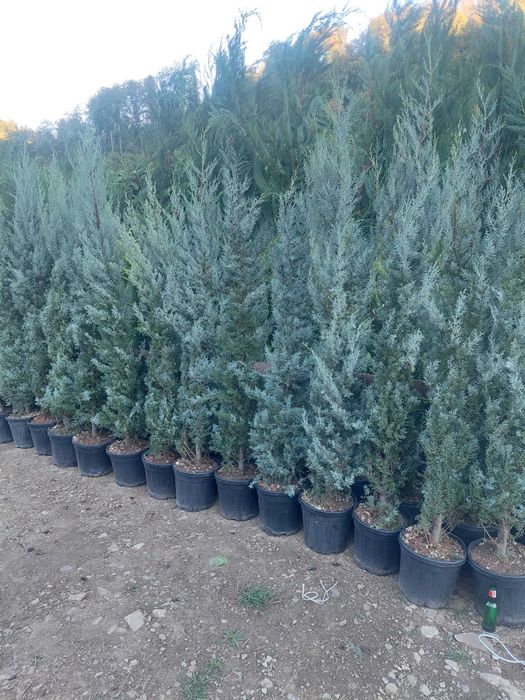 Tuia, Cupressocyparis Leylandii, Pon Pon, Spirala Leylandii