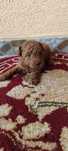 Pudel caniche toy