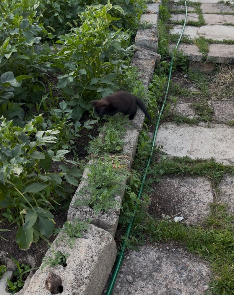Котята