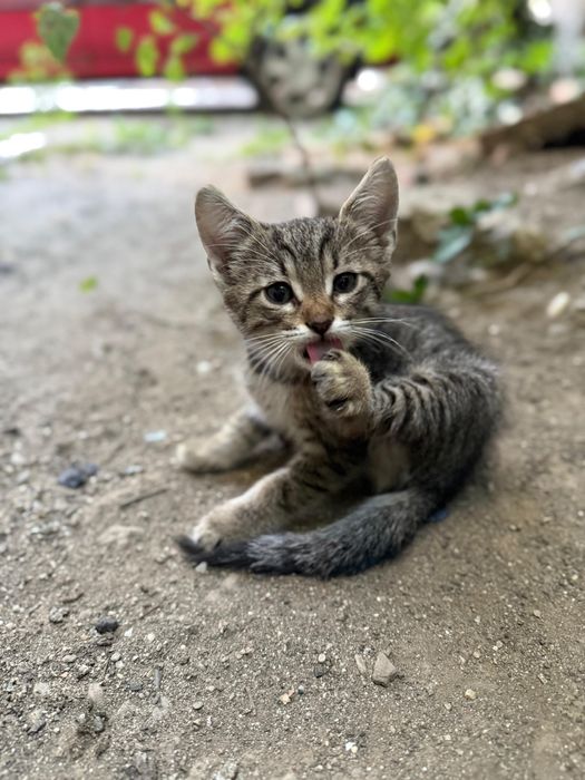 Adopție pisicuță 2 luni