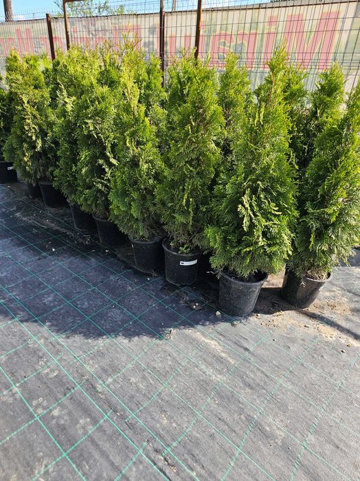 Tuia smarald lelandy palmieri bonsai catalpa globulare pon pon tei