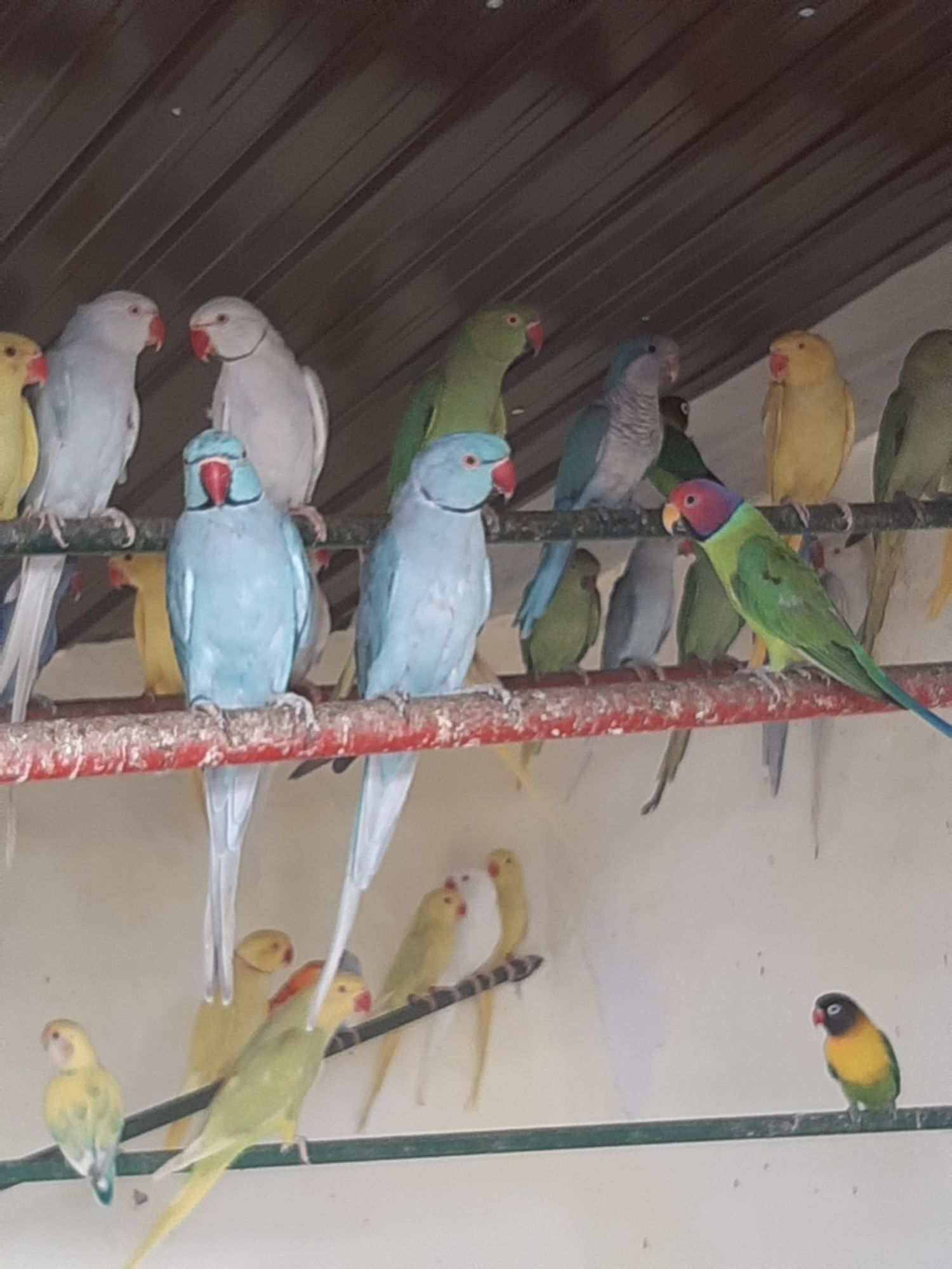 Papagali diferite specii