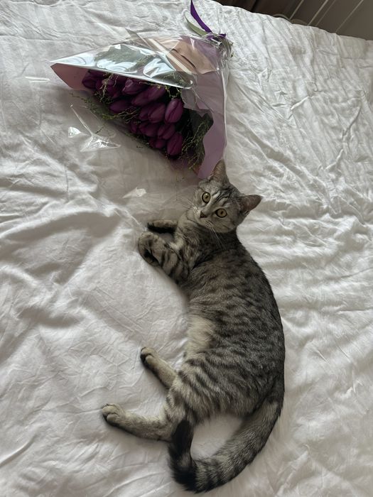 Отдам кошку в добрые руки