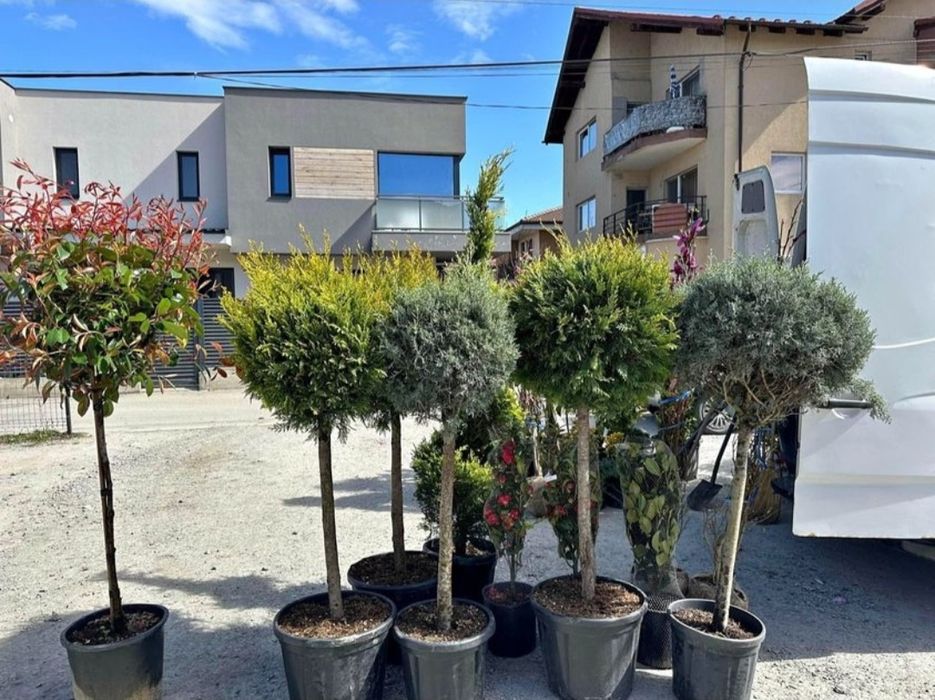 Leylandii 2m - 4m gard viu, plante ornamentale și gazon rulou sport