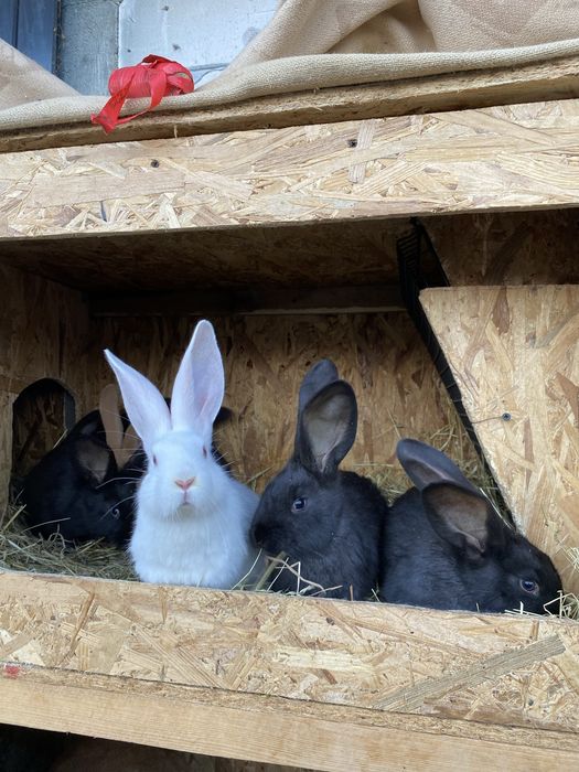 Iepurași de vânzare