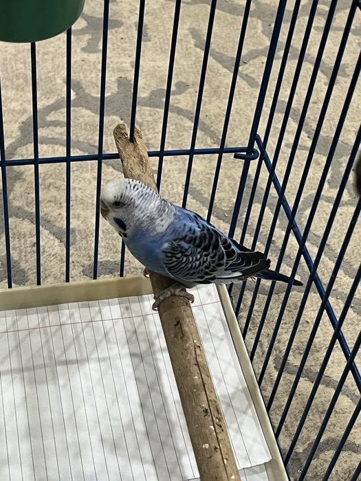 Продается попугай