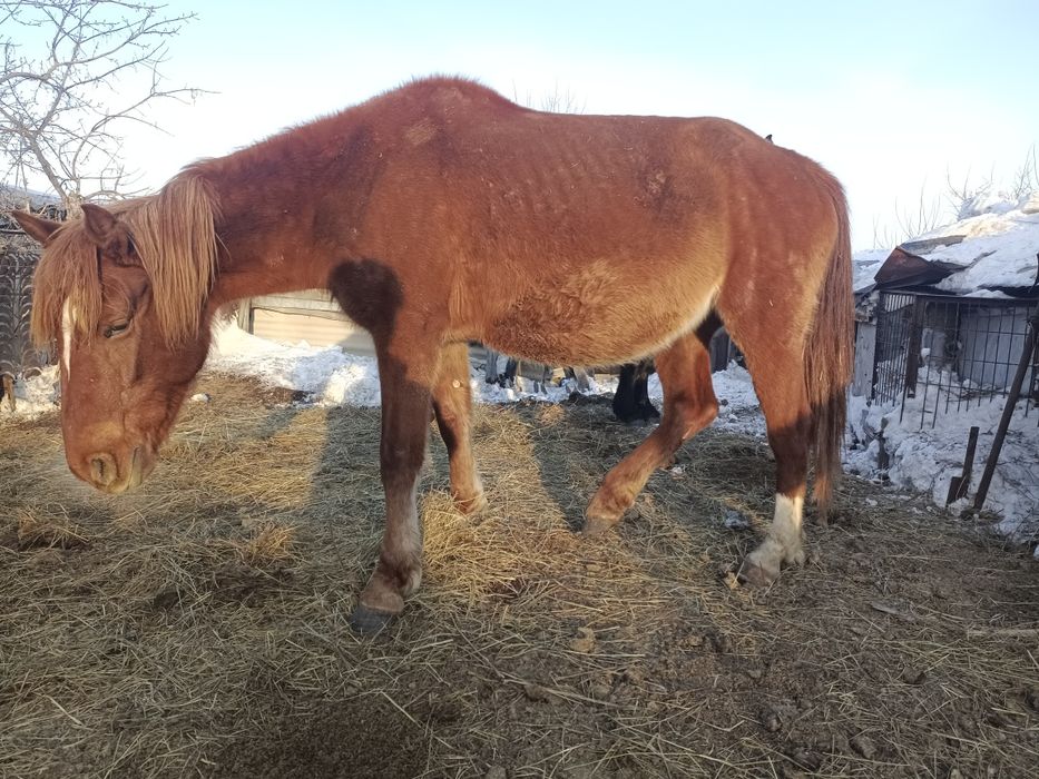 Сауын биелер сатамын.