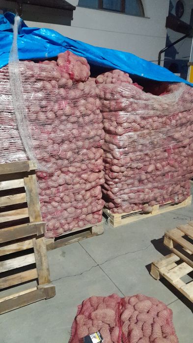 Vând cartofi alb rosu și ceapa