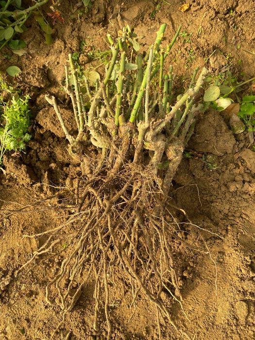 Issixona biznesi bo'yicha Atirgul ko'chatllari sotamiz