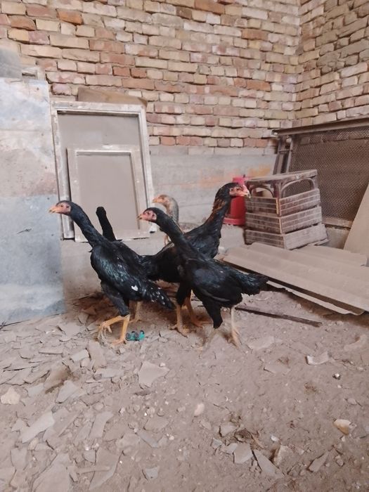 Зот корейский кулангилар сотилади