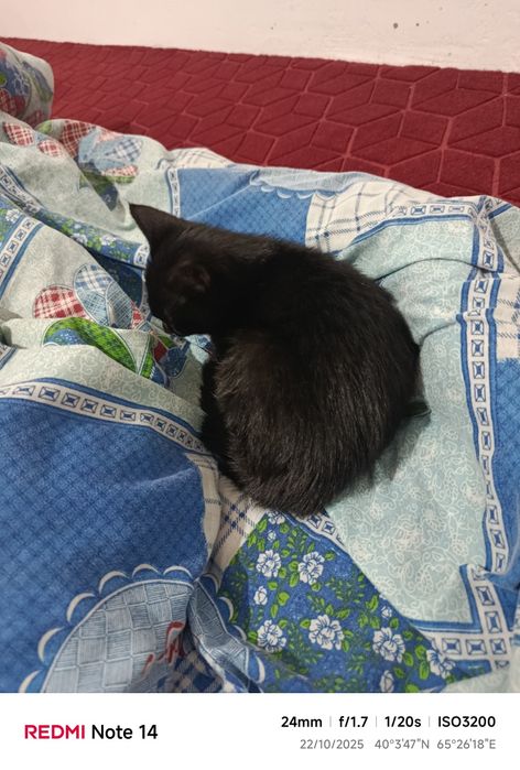 Mushukcha berib yuboraman bepul hali 1,5 oylik yaqinda asrab olgandm