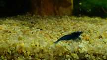 Creveti acvariu Blue Dream high grade