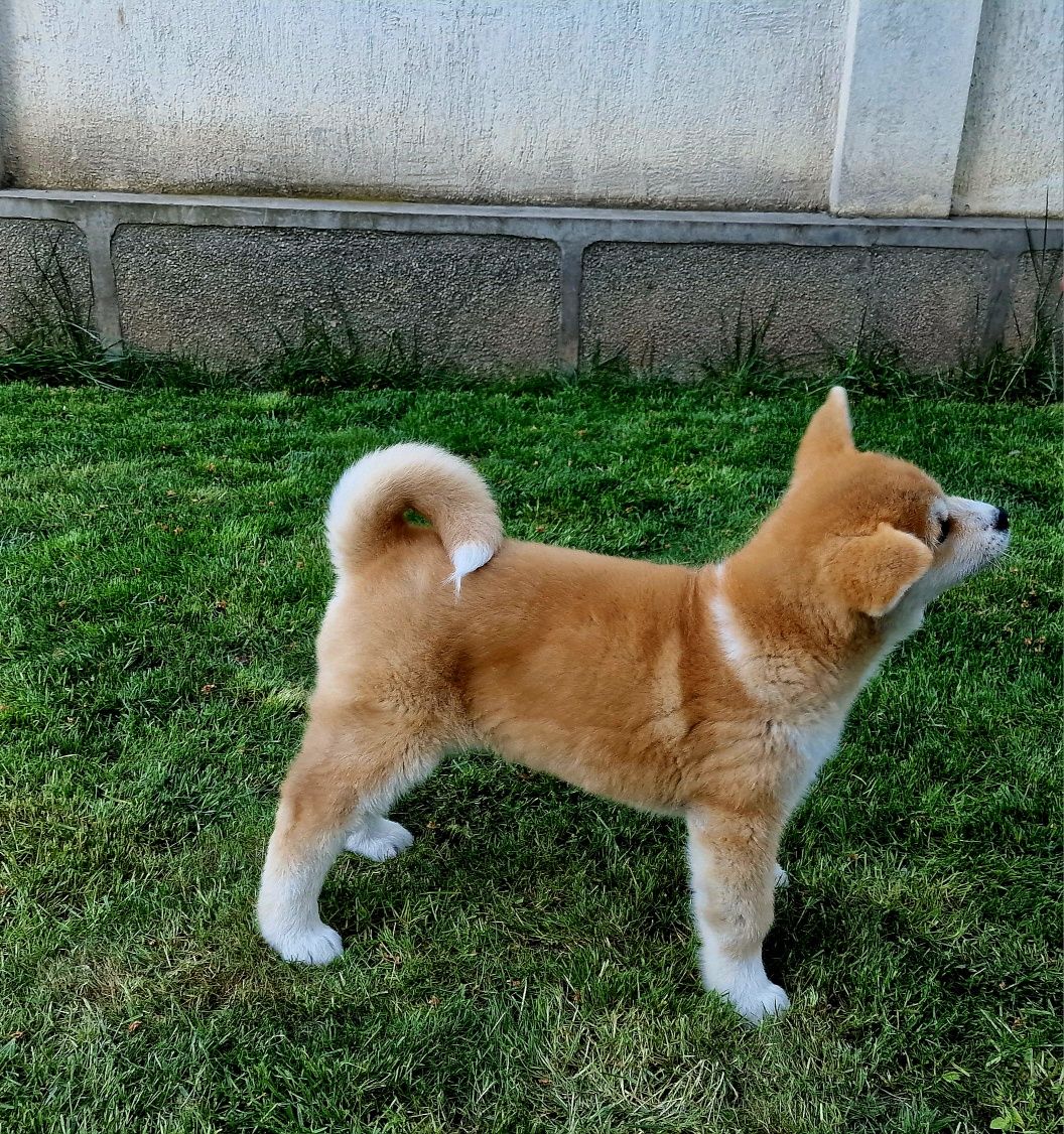 Akita Inu japonez din canisa autorizata