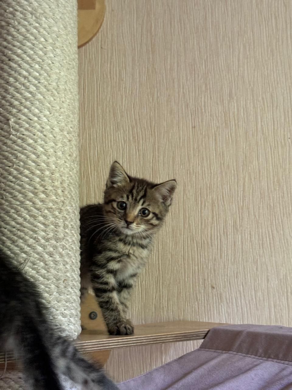 Котята ищут дом и любящую семью