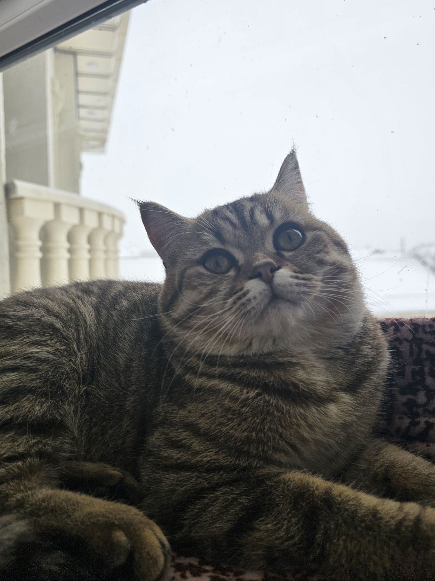Шотландский прямоухий кот на вязку