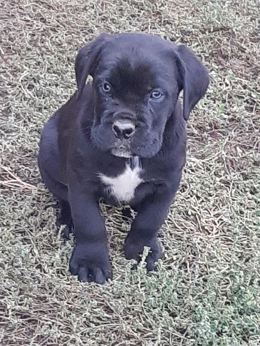 Mascul cane corso 2 luni