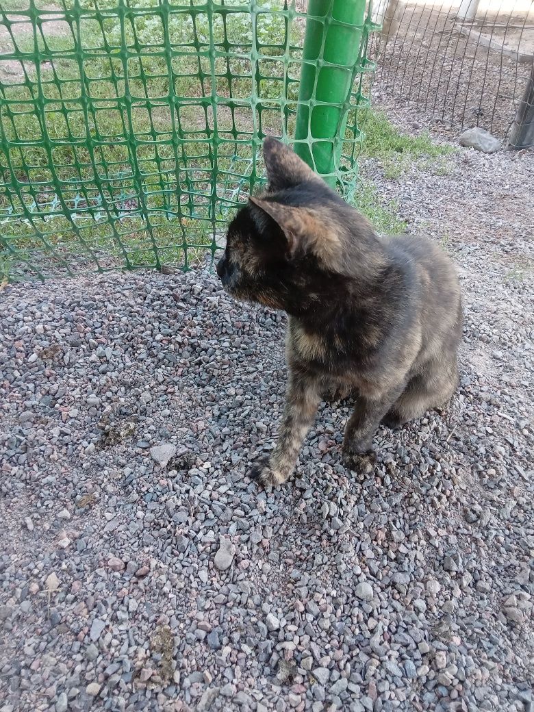 Кошка крысоловка