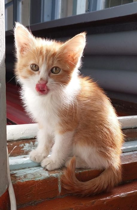 Uy muwugi xadyaga aqilli oyimqaro mehribon 1qiz 1 erkak